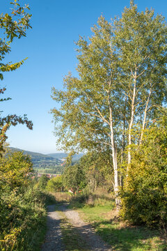 Populus tremula Zitterpappel an einem Wanderweg in der Rh&ouml;n bei Bad Br&uuml;ckenau