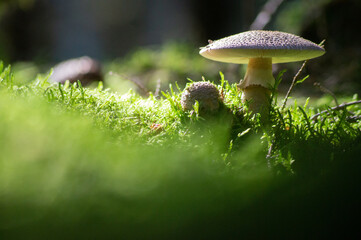 Pilz 2