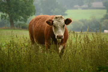 cow in the field