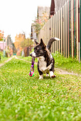 A small corgi dog runs with a toy