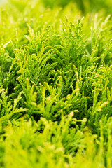 Western thuja. Plant for the garden. Background of nature