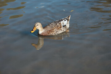 Ente, Duck