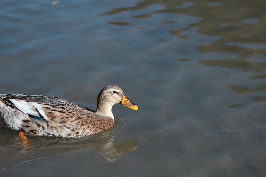 Ente, Duck