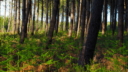 Paysage de la forêt des Landes de Gascogne, baignée d'une douce lumière orangée