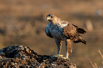 Águila perdicera en una gran piedra  (Aquila fasciata) Córdoba Andalucía España	