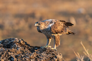 Águila perdicera en el suelo del bosque cordobés (Aquila fasciata) Adamuz Córdoba Andalucía España	