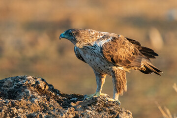 Aguila perdicera  (Aquila fasciata)