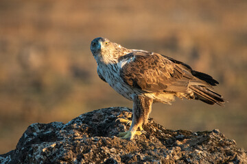Águila perdicera en una roca del bosque del parque (Aquila fasciata) Adamuz Córdoba Andalucía España	