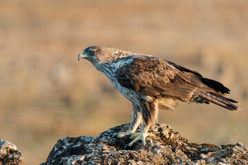 Águila perdicera en el suelo del bosque (Aquila fasciata) Adamuz Córdoba Andalucía España	
