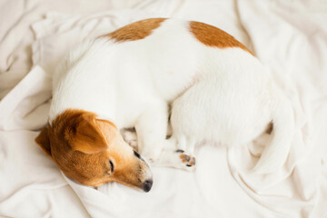 Cute dog jack russel sleeping on the white bed at home.