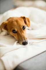 Cute dog jack russel sleeping on the white bed at home.