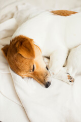 Cute dog jack russel sleeping on the white bed at home.