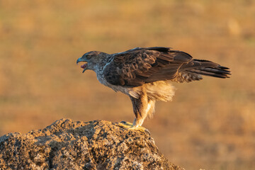 Águila perdicera comiendo en el suelo del bosque sobre una gran piedra (Aquila fasciata) Adamuz Córdoba Andalucía España	