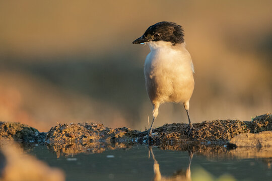 rabilargo ib&eacute;rico mirando de lado (Cyanopica cooki) Adamuz C&oacute;rdoba Andaluc&iacute;a Espa&ntilde;a	