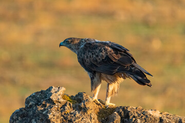 Águila perdicera  (Aquila fasciata) Adamuz Córdoba Andalucía España	