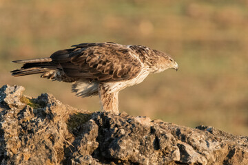Aguila perdicera  (Aquila fasciata)