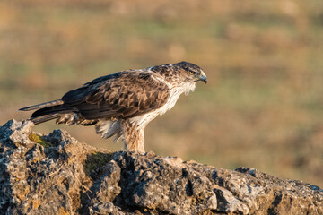 Águila perdicera en una roca en el suelo del bosque mediterráneo (Aquila fasciata) Adamuz Córdoba Andalucía España	