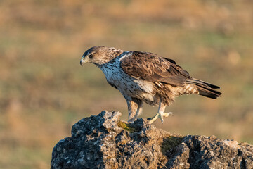  Águila perdicera posada sobre una piedra mirando los restos de una presa  (Aquila fasciata) Adamuz Córdoba Andalucía España	