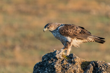 Águila perdicera sobre una gran roca con las primeras luces del día (Aquila fasciata) Adamuz Córdoba Andalucía España	