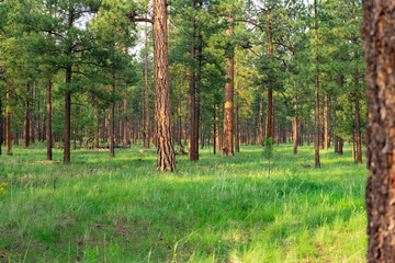 Forest Trees Logging Forestry Industry Concept
