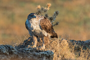 Aguila perdicera  (Aquila fasciata)