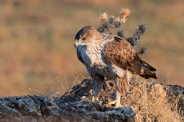Águila perdicera con los primeros rayos de sol de la mañana (Aquila fasciata) Adamuz Córdoba Andalucía España	