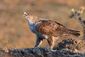 Aguila perdicera  (Aquila fasciata)