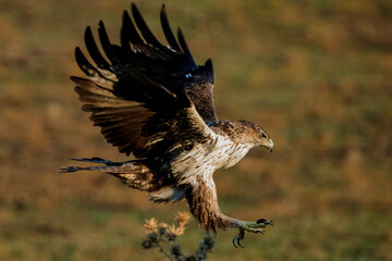 Aguila perdicera  (Aquila fasciata)