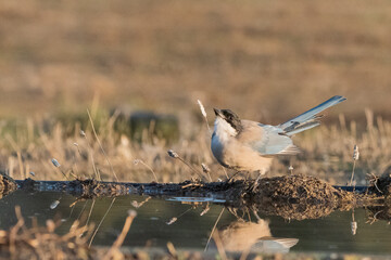 rabilargo ibérico bebiendo agua del estanque (Cyanopica cooki) Adamuz Córdoba Andalucía España	