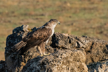 Aguila perdicera  (Aquila fasciata)