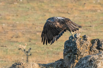 Aguila perdicera  (Aquila fasciata)