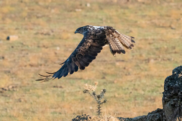Aguila perdicera  (Aquila fasciata)