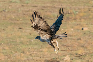 Obraz premium Aguila perdicera (Aquila fasciata)