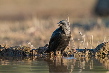  estornino negro​ en la orilla de la charca del bosque (Sturnus unicolor) 
