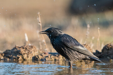 estornino negro en la charca del bosque​ (Sturnus unicolor) Adamuz Córdoba Andalucía España	