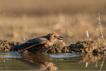 estornino pinto bañándose en el estanque (Sturnus vulgaris) Adamuz Córdoba Andalucía España	
