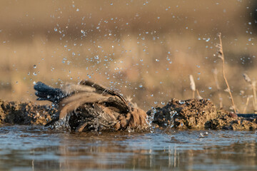 estornino pinto bañándose y salpicando agua (Sturnus vulgaris)  Córdoba Andalucía España	