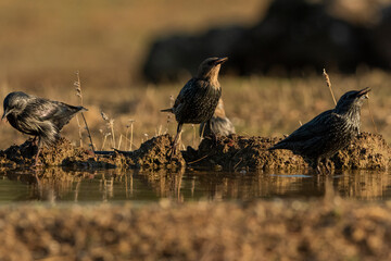 estornino pinto en grupo en la charca del bosque (Sturnus vulgaris) Adamuz Córdoba Andalucía España	