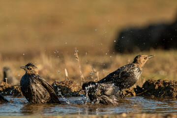 estornino pinto en grupo dentro del estanque (Sturnus vulgaris) Adamuz Córdoba Andalucía España	