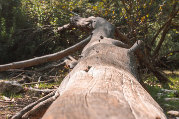 Macro close-up of a tree trunk lying on the ground with details of the wood.