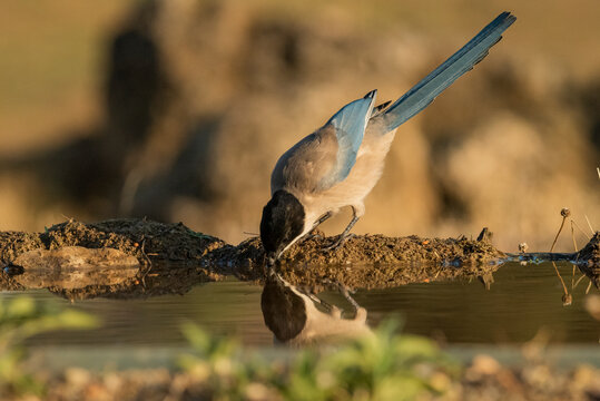 rabilargo ib&eacute;rico bebiendo agua del estanque y reflejado en el agua (Cyanopica cooki)