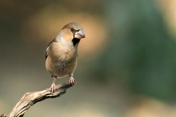 Picogordo común sobre una rama seca  (Coccothraustes coccothraustes)​ Adamuz Córdoba Andalucía...