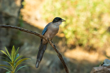 rabilargo ibérico posado en una rama con fondo verde (Cyanopica cooki) Adamuz Córdoba Andalucía...