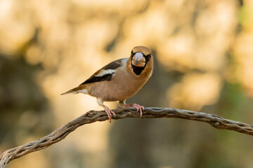 Picogordo común en una rama con fondo dorado bañado por el sol (Coccothraustes coccothraustes)​ Adamuz Córdoba Andalucía España	