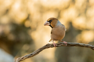 Picogordo común posado en una rama con colores dorados (Coccothraustes coccothraustes)​ Adamuz Córdoba Andalucía España	