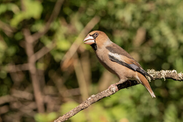 Picogordo común posado en una rama (Coccothraustes coccothraustes)​ Adamuz Córdoba Andalucía España	