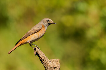 Obraz premium colirrojo real posado en una rama y fondo verde (Phoenicurus phoenicurus)​ Córdoba Andalucía España 