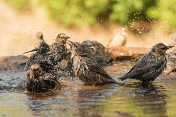 estorninos negros y pintos bañándose y salpicando agua  (Sturnus vulgaris)  ​ (Sturnus...
