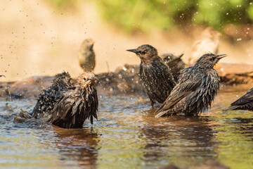 estorninos negros y pintos bañándose y salpicando agua  (Sturnus vulgaris)  ​ (Sturnus unicolor) Adamuz Córdoba Andalucía España	