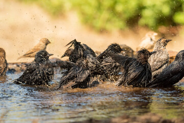 estorninos negros y pintos bañándose y salpicando agua  (Sturnus vulgaris)  ​ (Sturnus unicolor) Adamuz Córdoba Andalucía España	